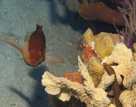 eel watching a coney