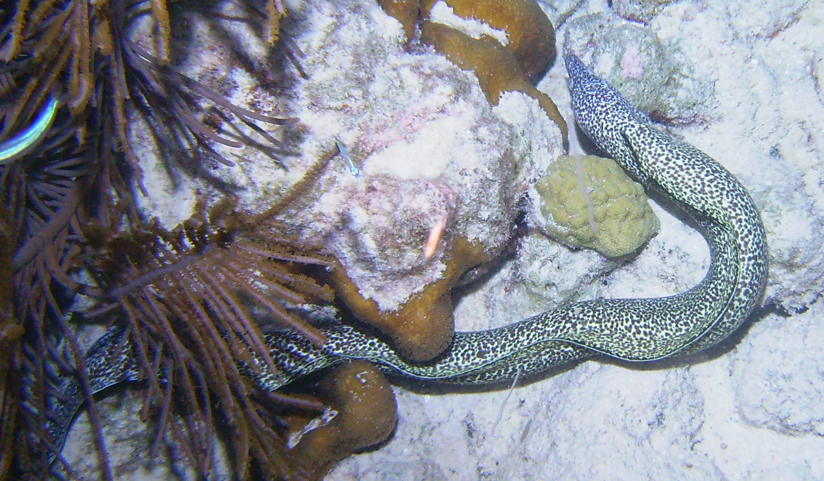 eel