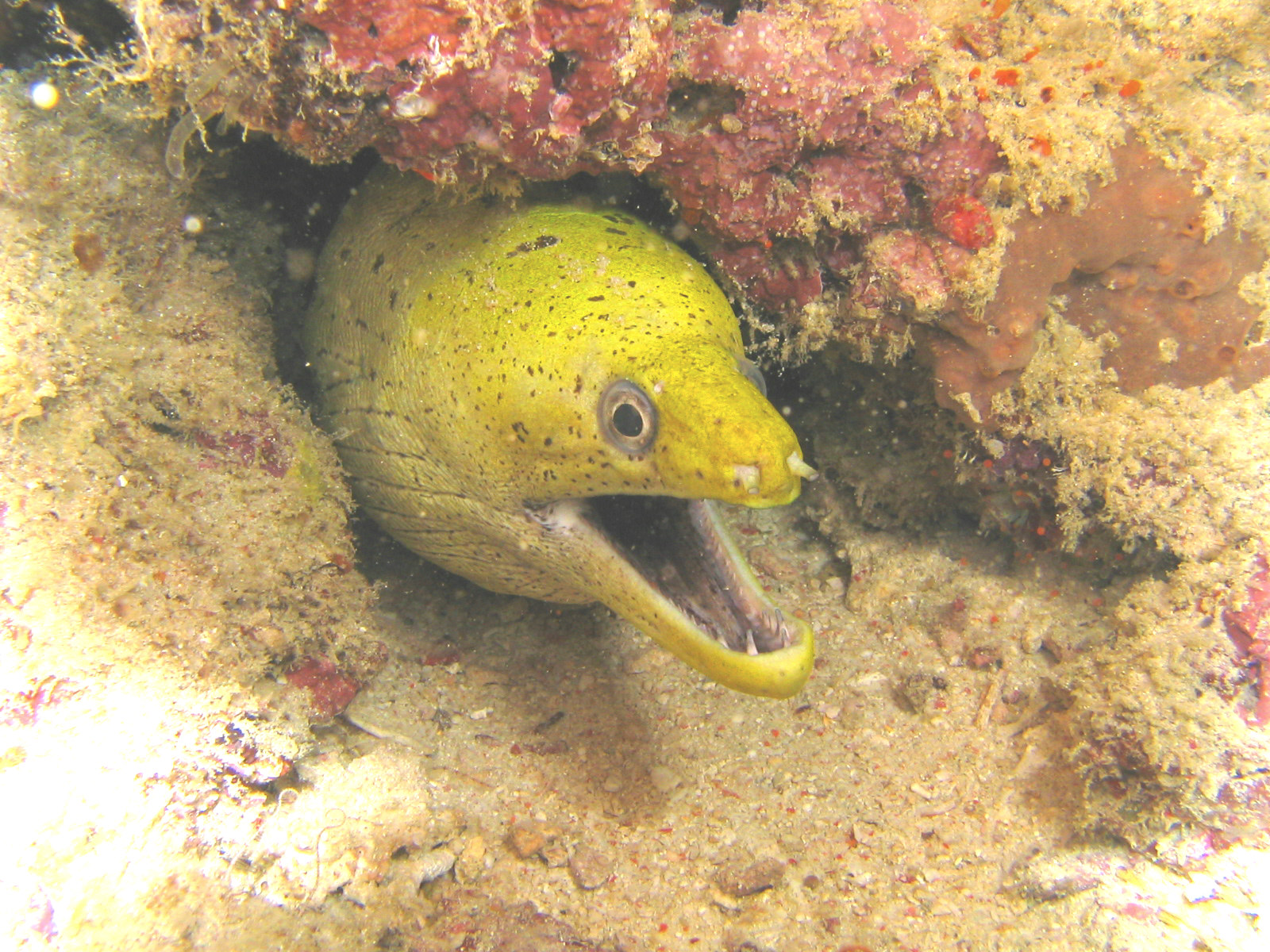 Eel