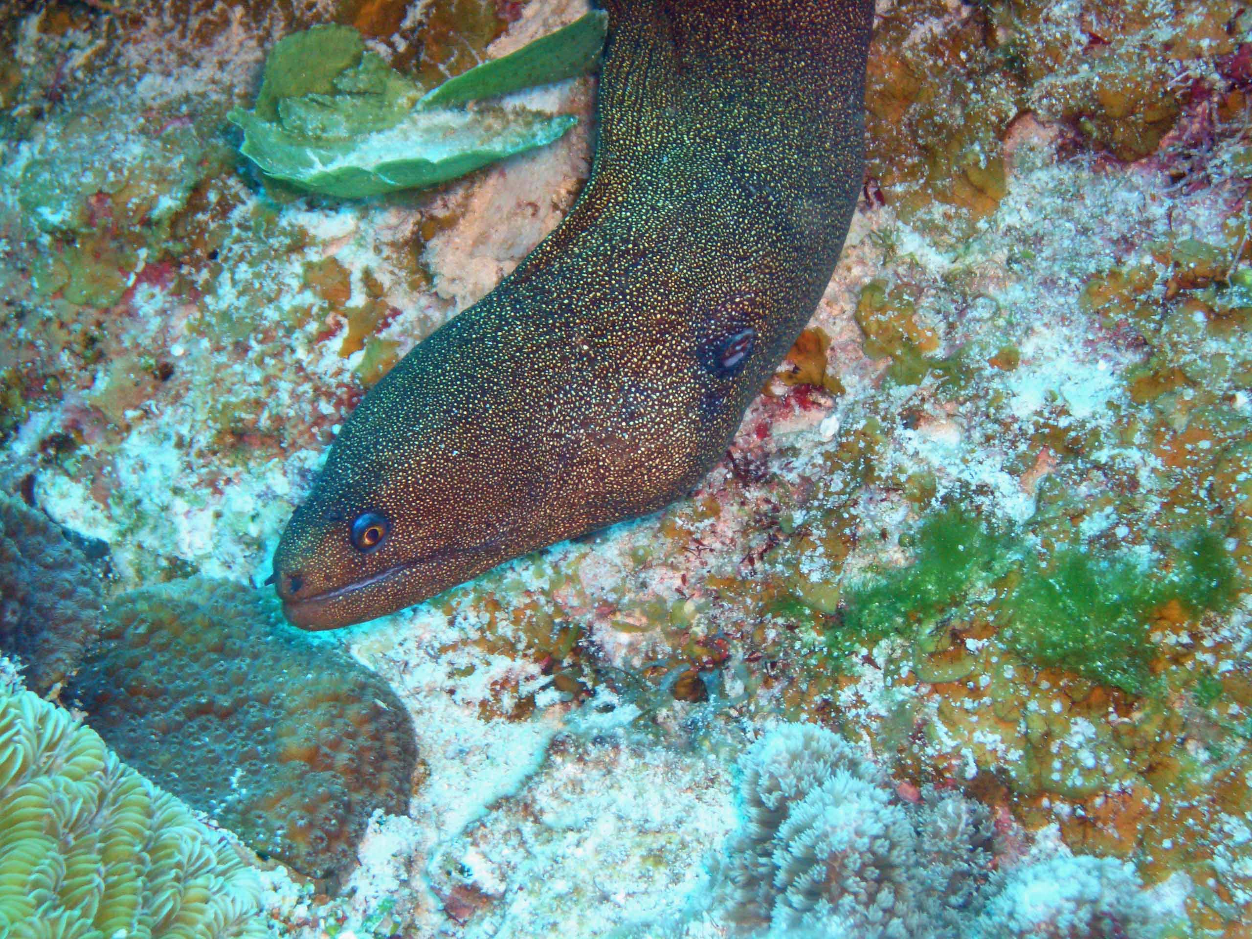 Eel