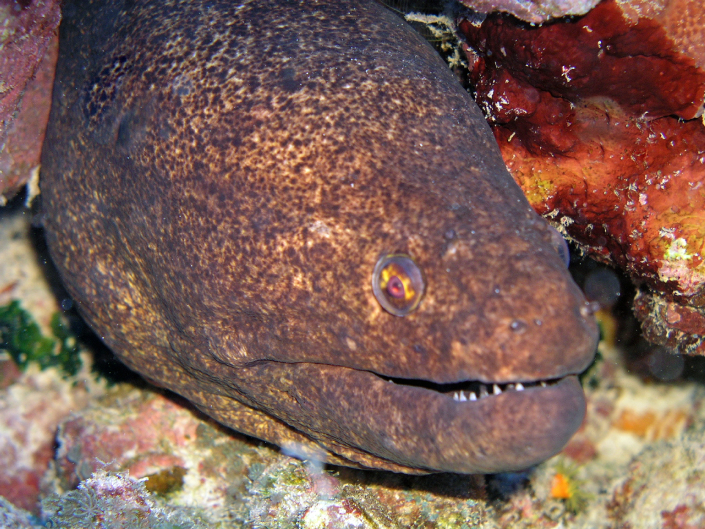 eel