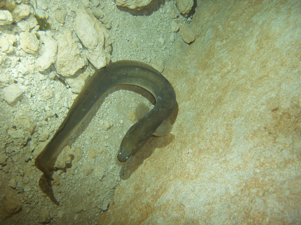 Eel