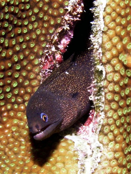 eel38