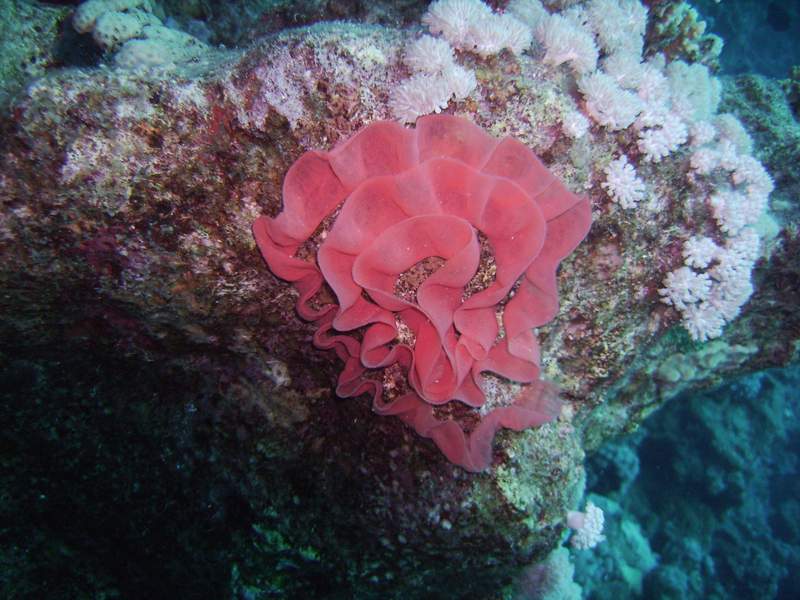 Eggs of a Spanish Dancer