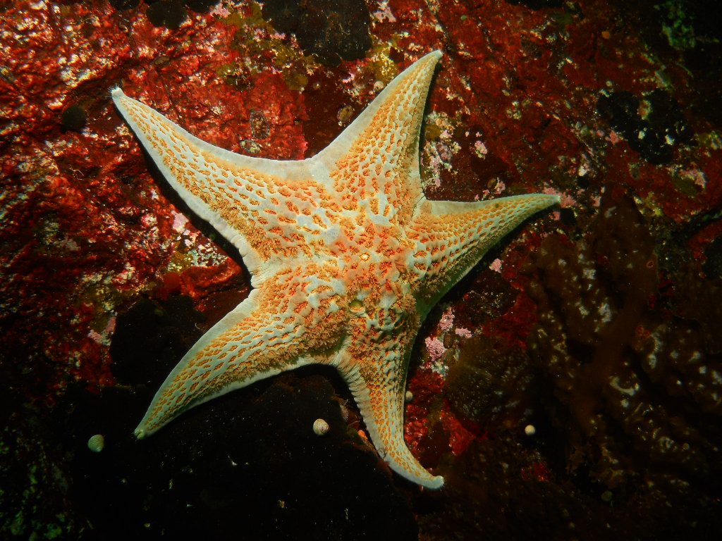 Egmont Starfish