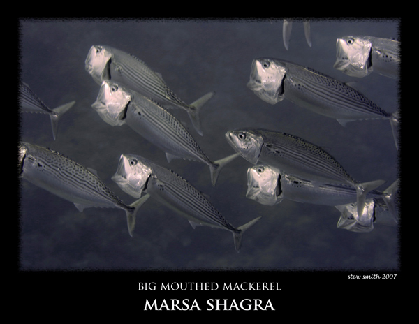 egypt marsa shagra