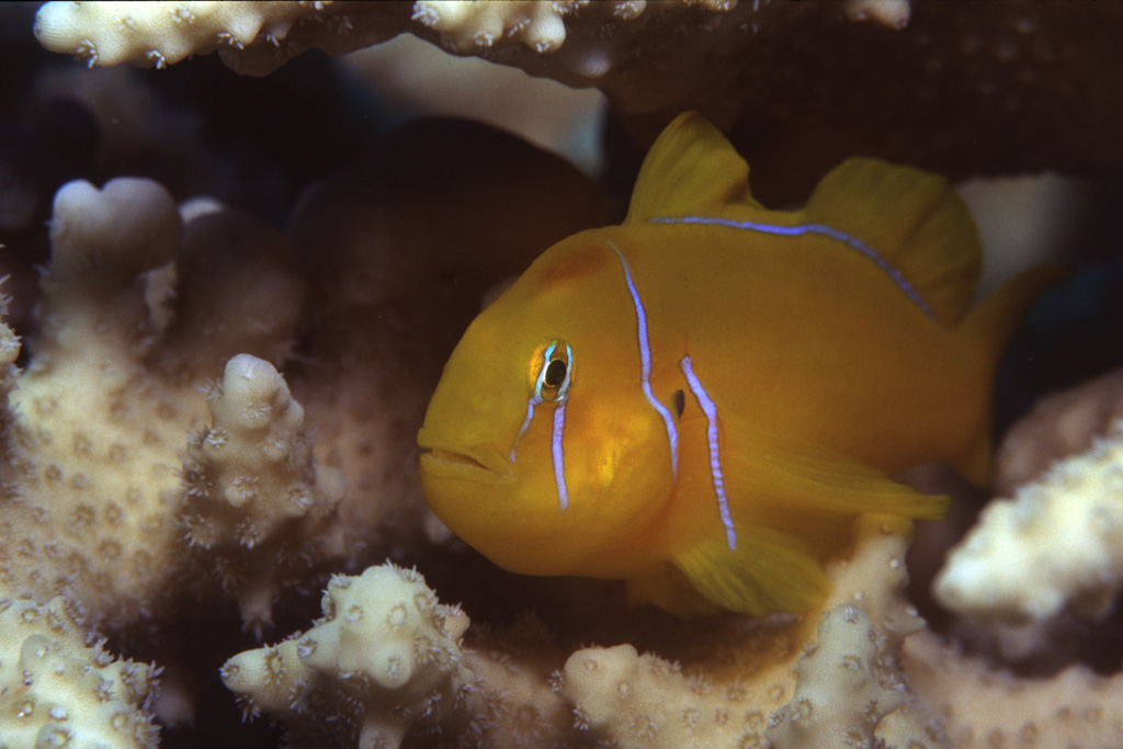 Egypt - Red Sea