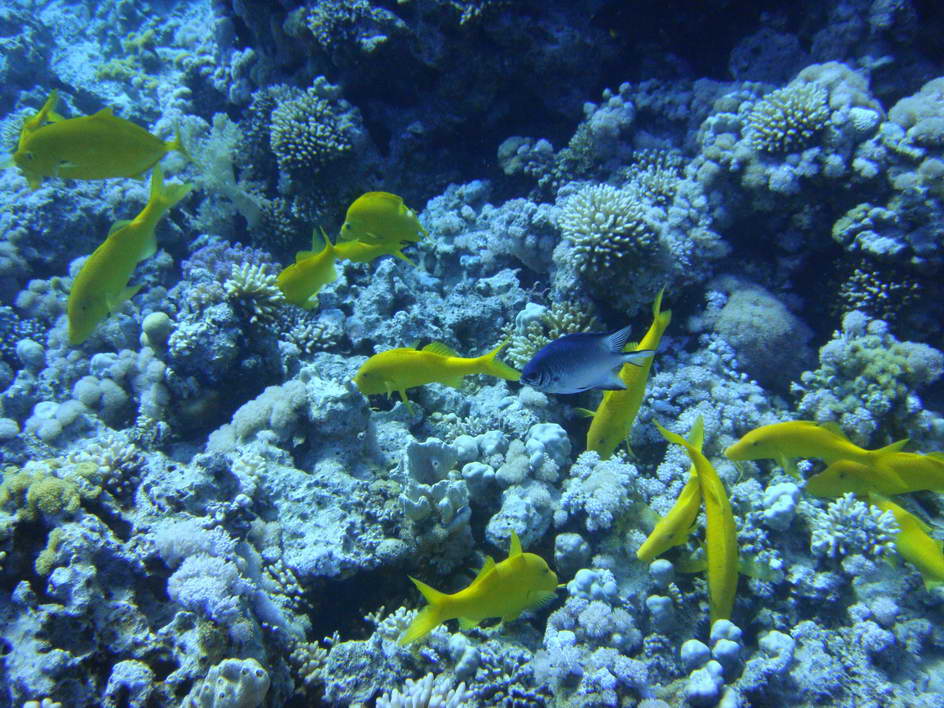 EGYPT_410_yellowfish_resize