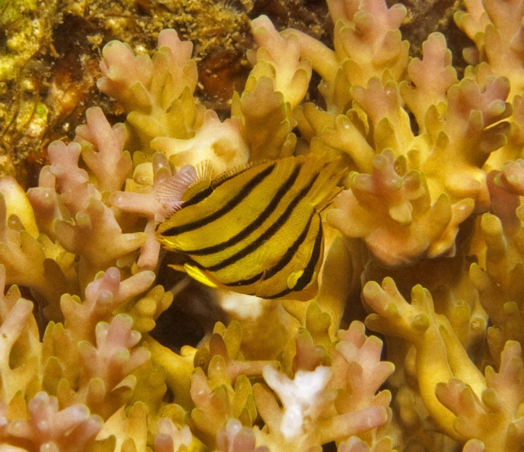 Eight-Banded Butterflyfish (Juvenile)