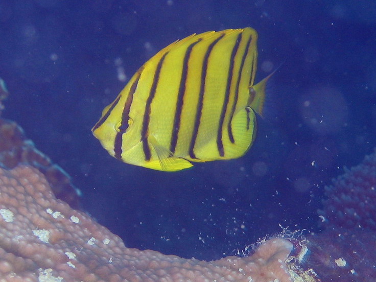 Eight Banded Butterflyfish