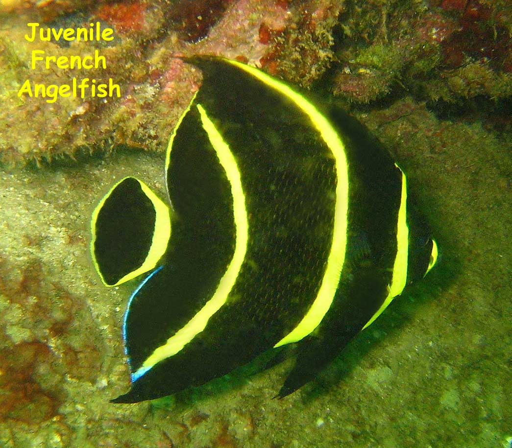 El Caribito, Isla Borracha, Venezuela