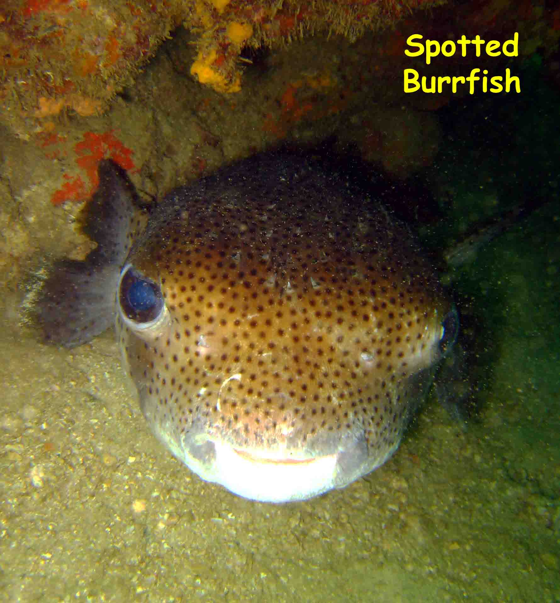 El Caribito, Isla Borracha, Venezuela