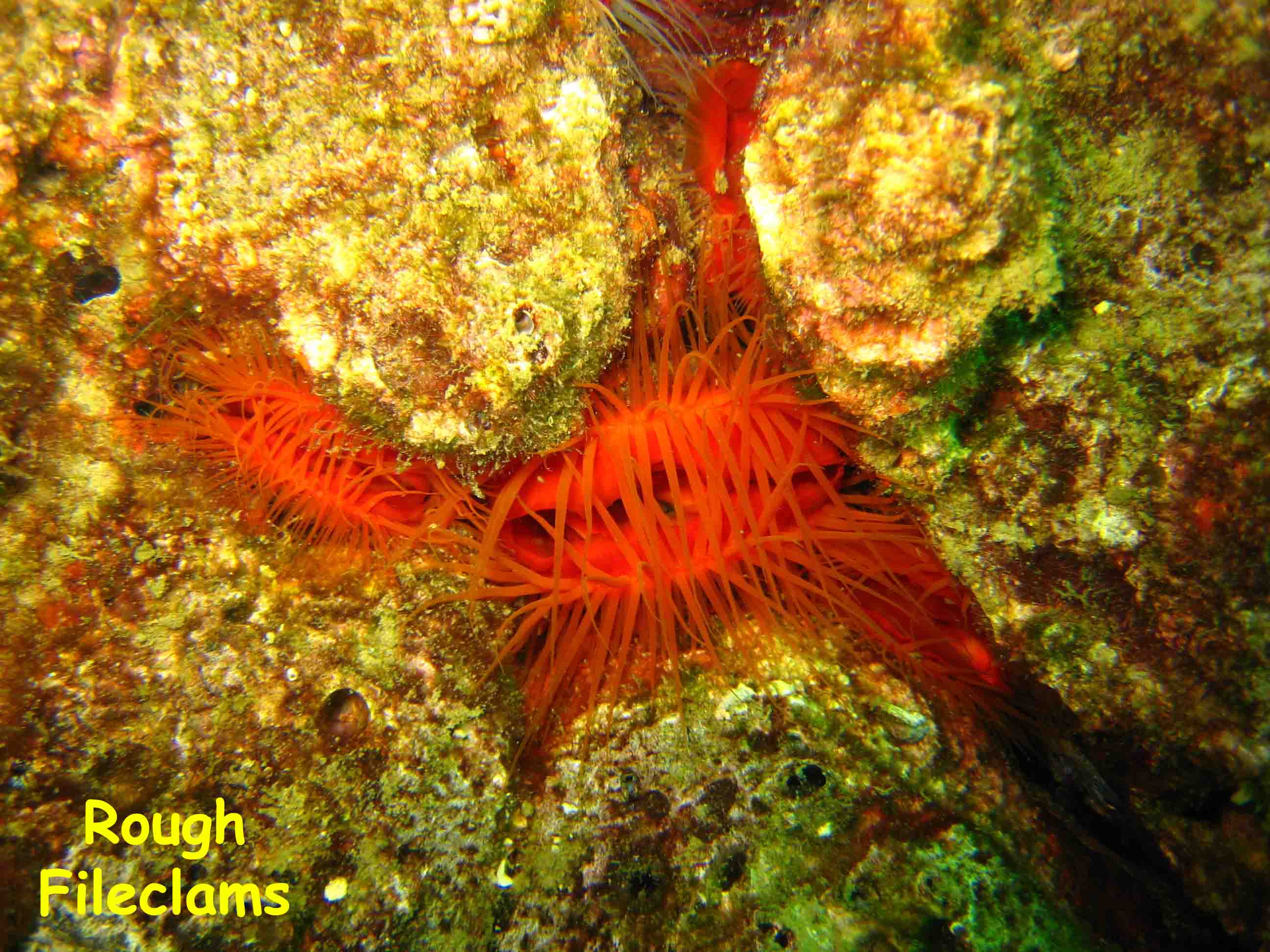 El Caribito, Isla Borracha, Venezuela