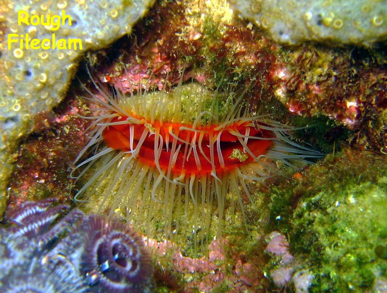 El Caribito, Isla Borracha, Venezuela