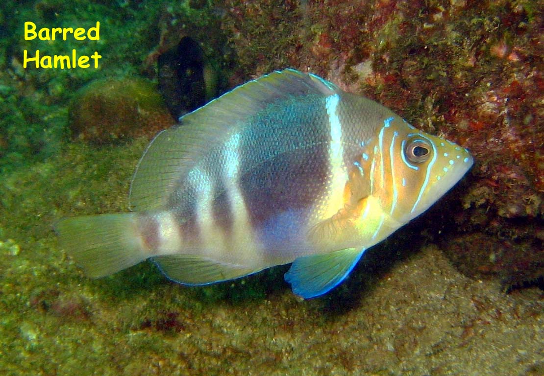 El Caribito, Isla Borracha, Venezuela