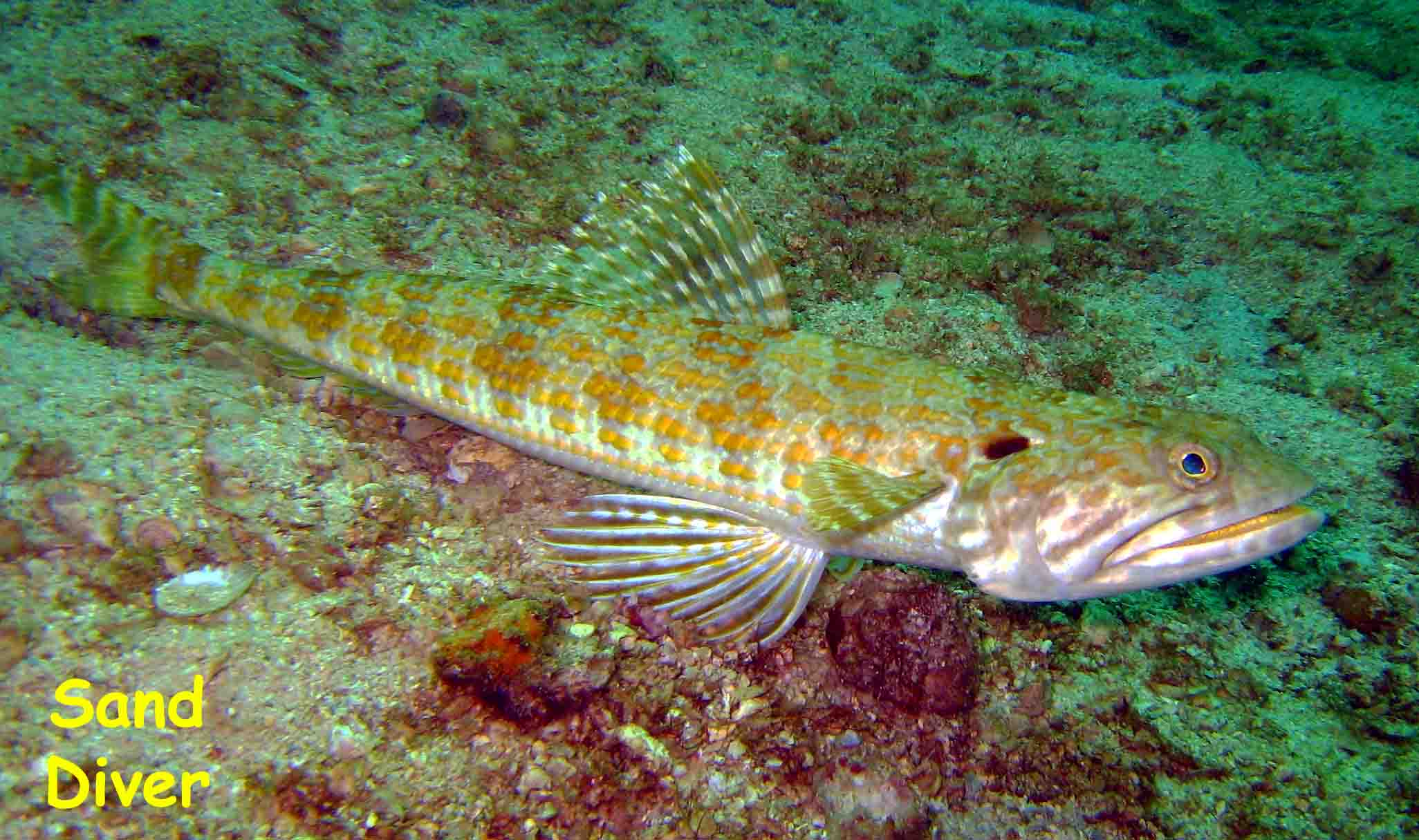 El Caribito, Isla Borracha, Venezuela