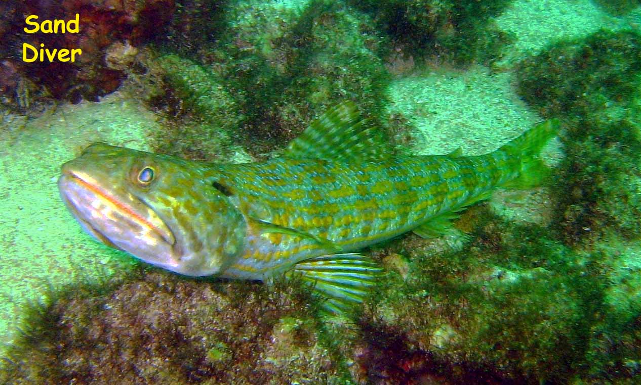 El Caribito, Isla Borracha, Venezuela