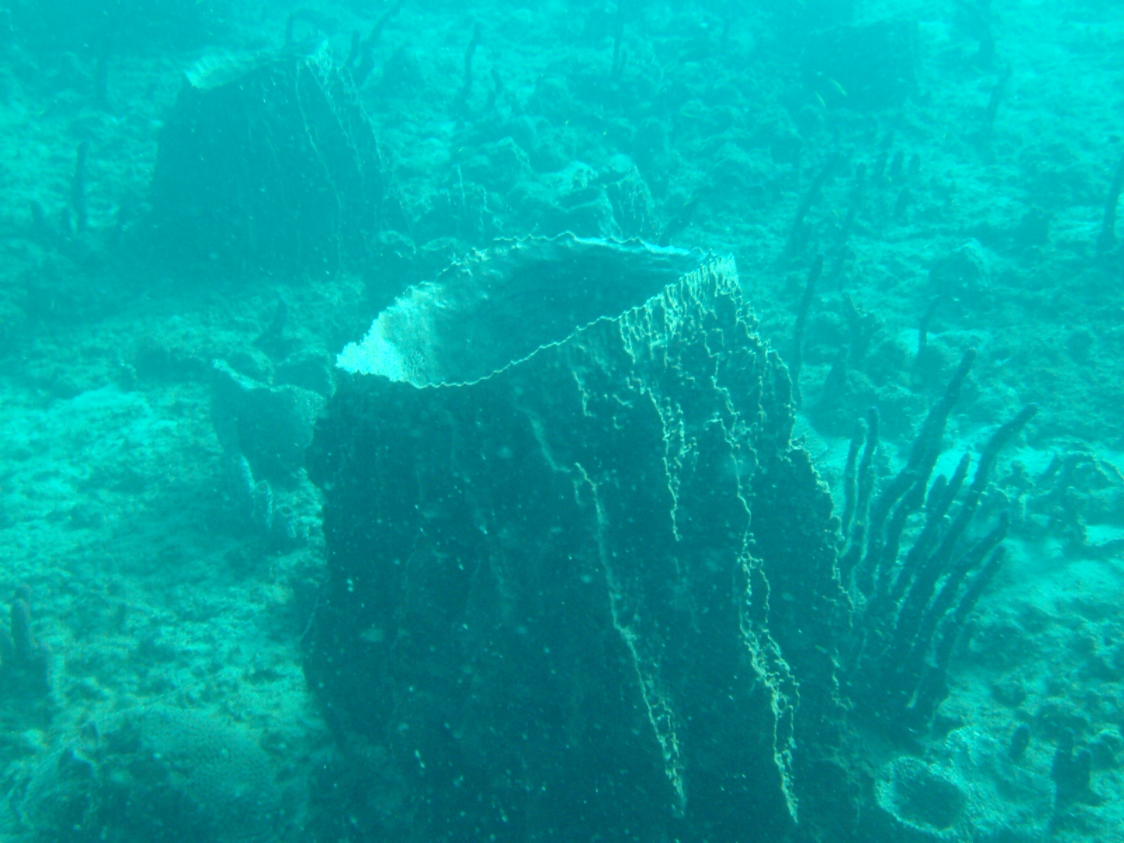 El Natural Reef, Aguadilla, PR