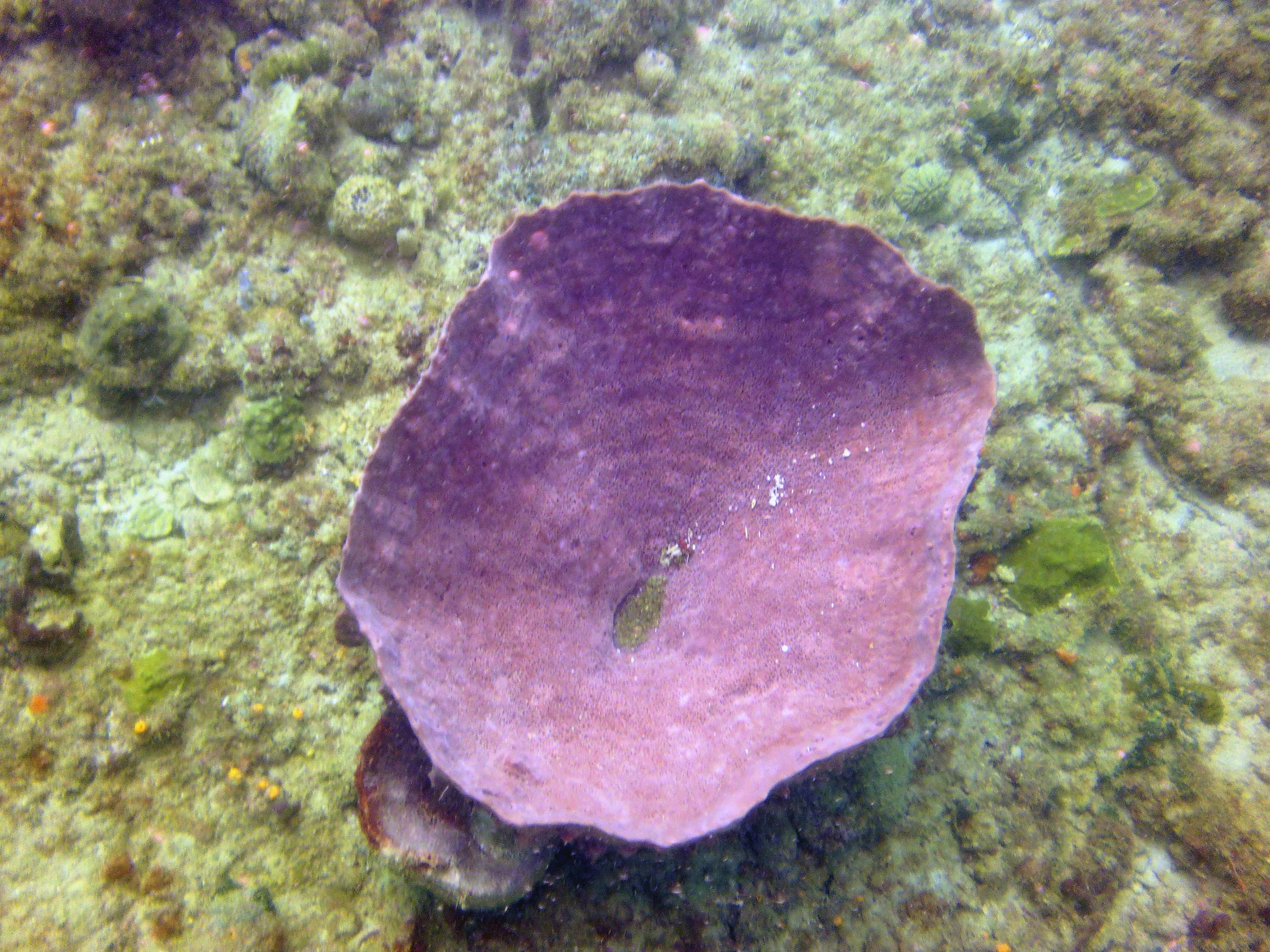 El Natural Reef, Aguadilla, PR
