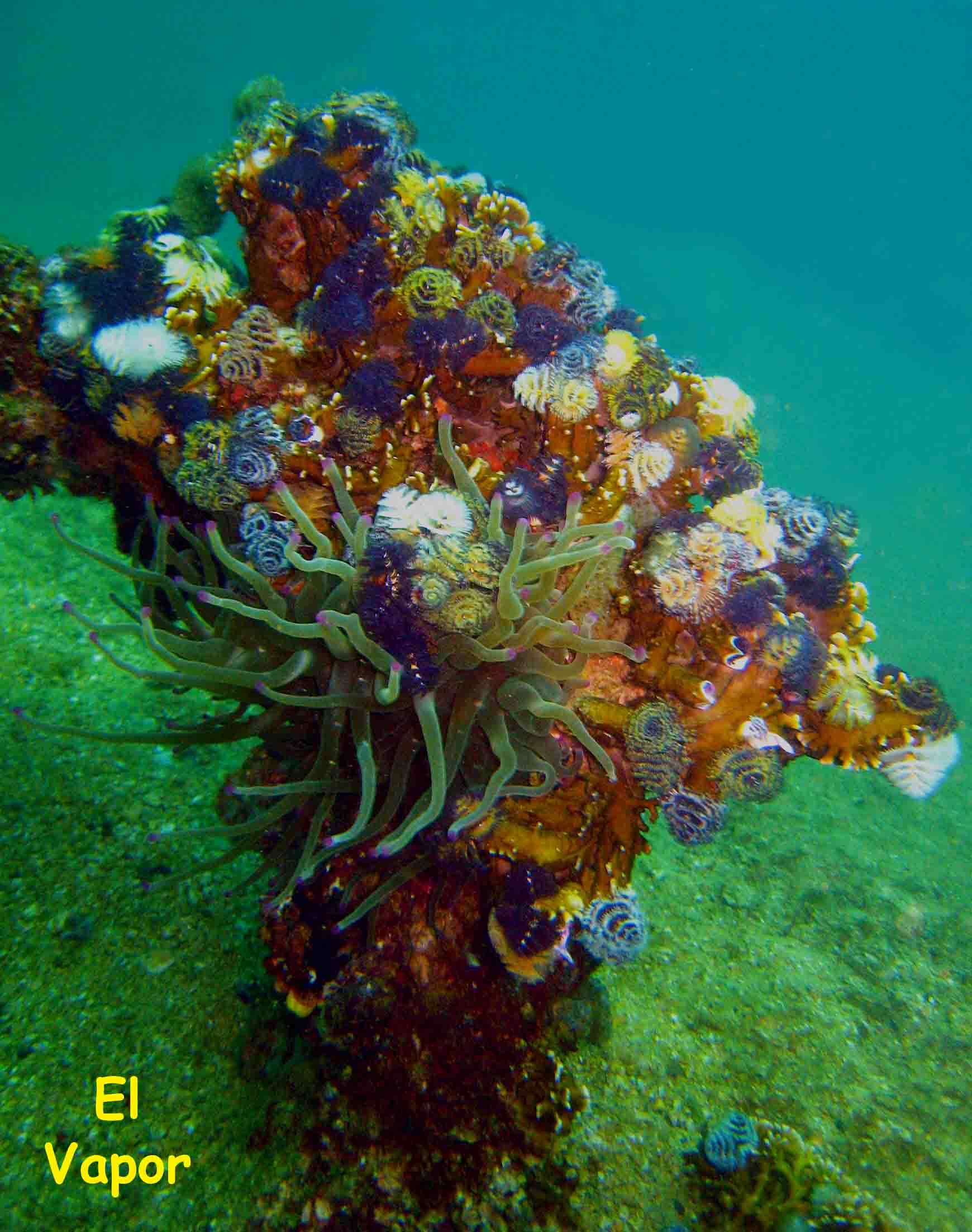 El Vapor Wreck, Mochima National Park, Venezuela