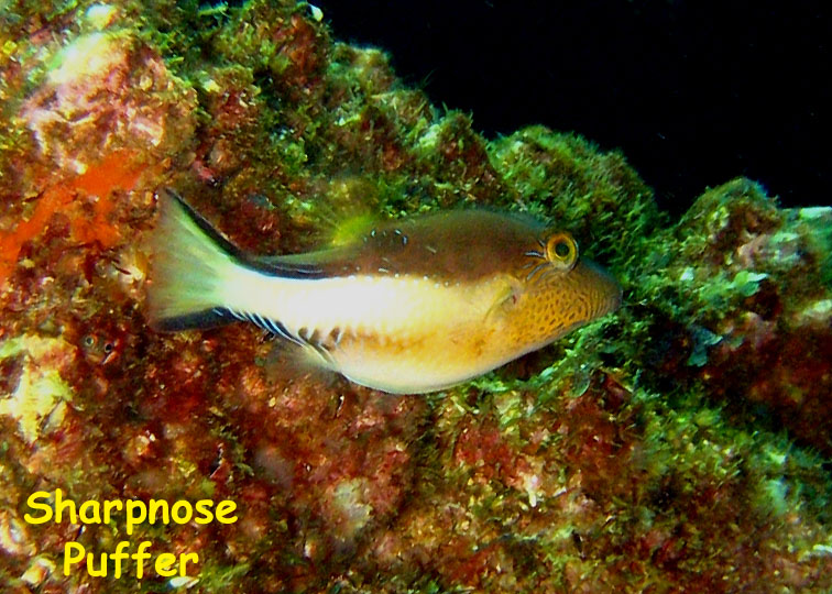 El Vapor Wreck, Mochima National Park, Venezuela