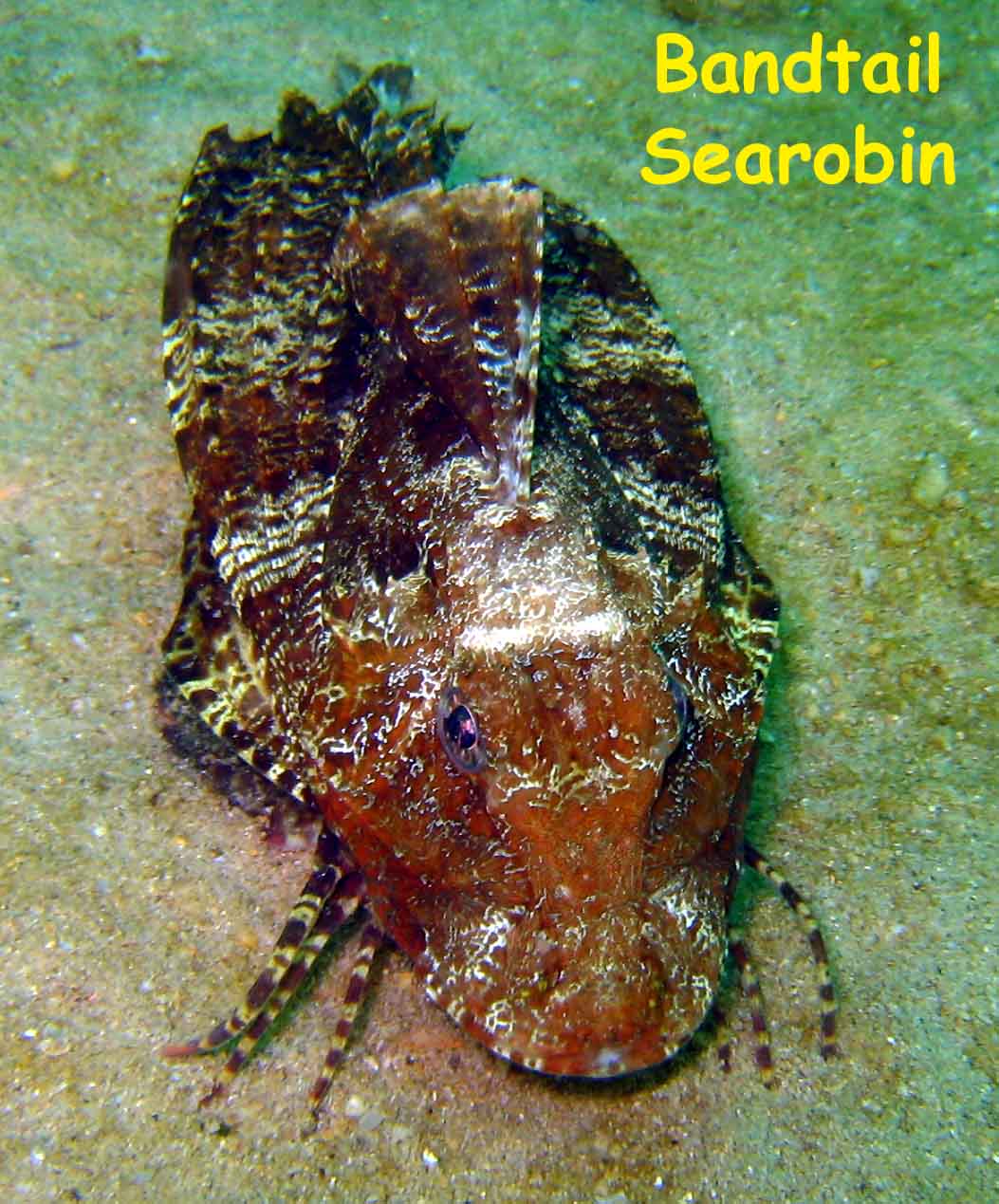 El Vapor Wreck, Mochima National Park, Venezuela