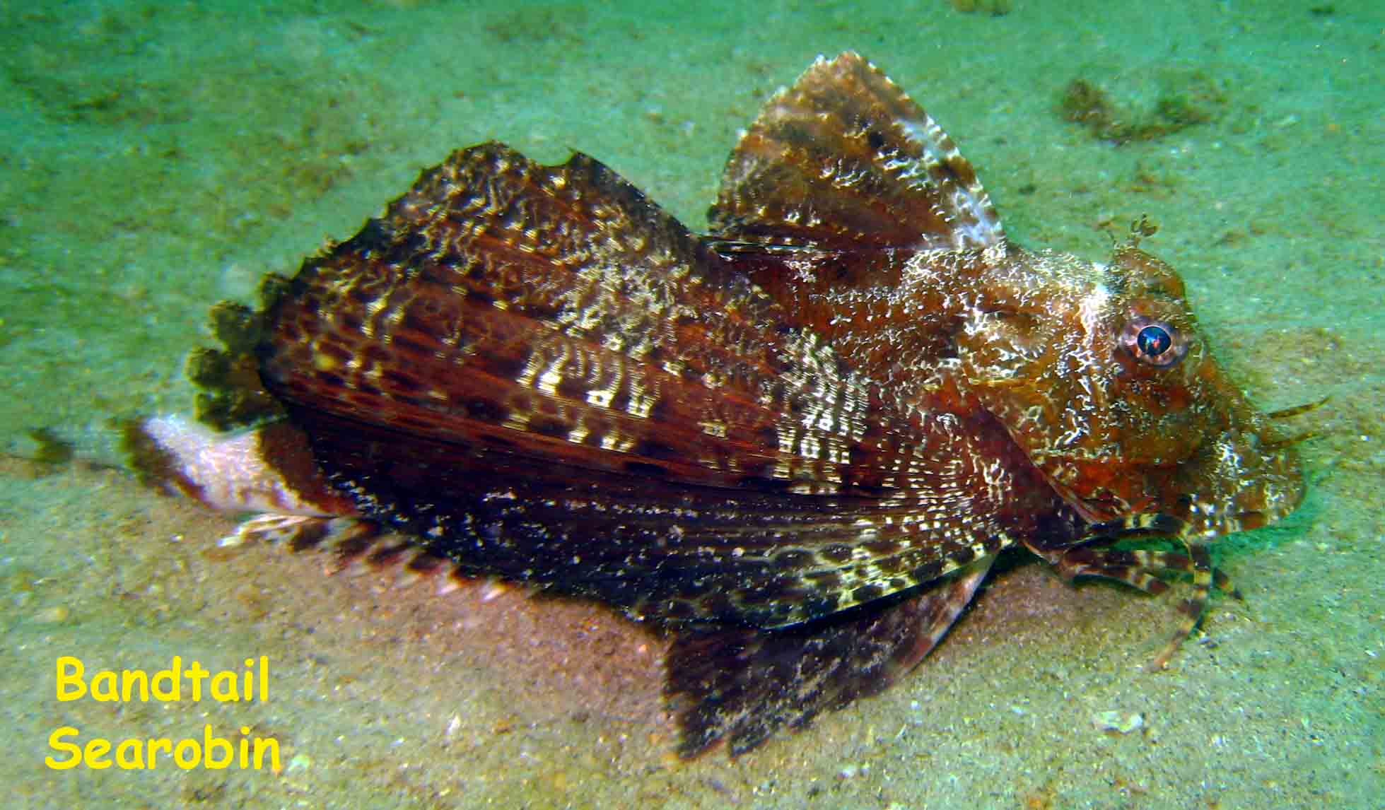 El Vapor Wreck, Mochima National Park, Venezuela