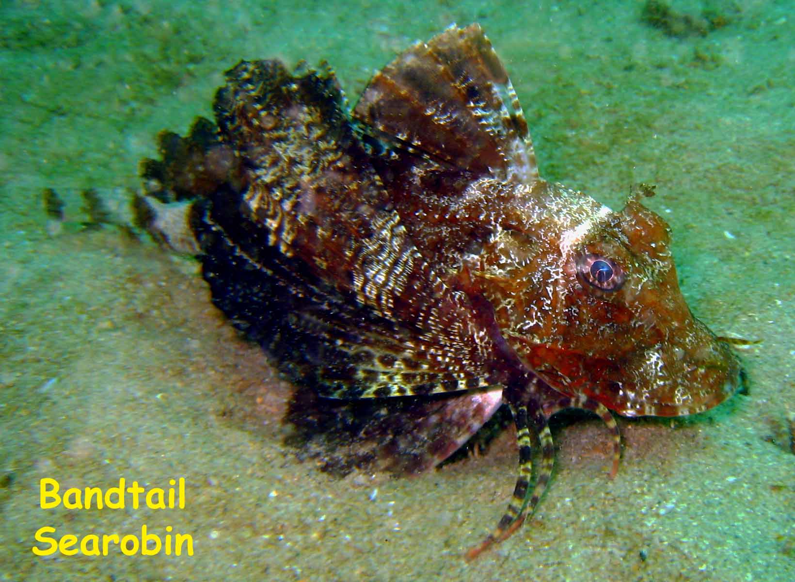 El Vapor Wreck, Mochima National Park, Venezuela