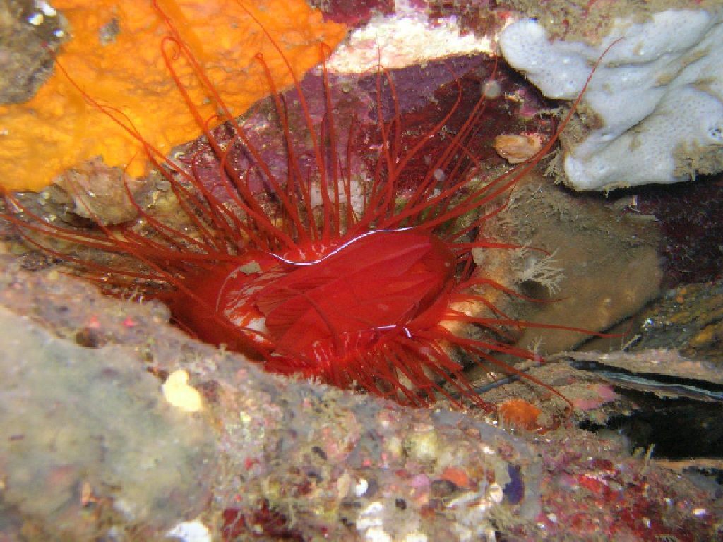 Electric flame scallop
