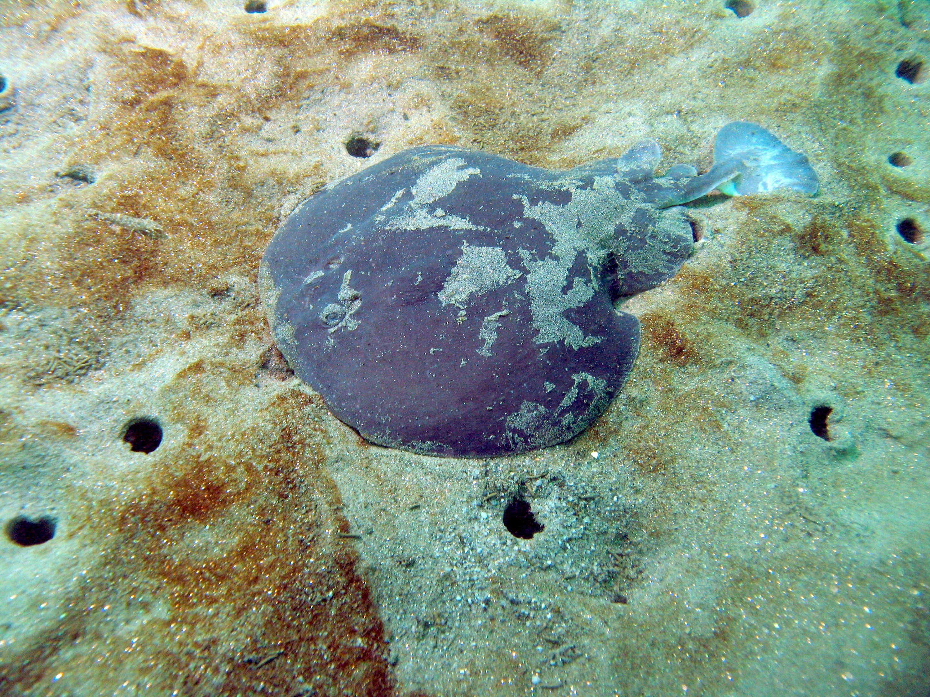 electric ray, del monte   monterey