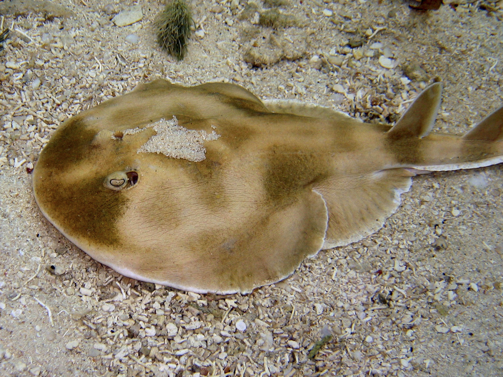 Electric Ray