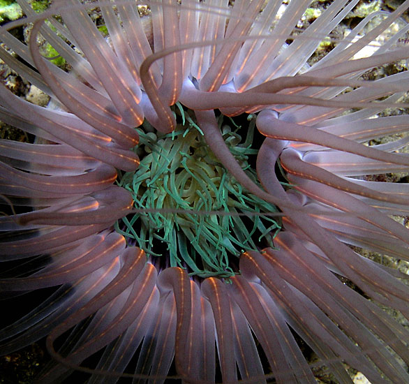 Electric Tube Anemone