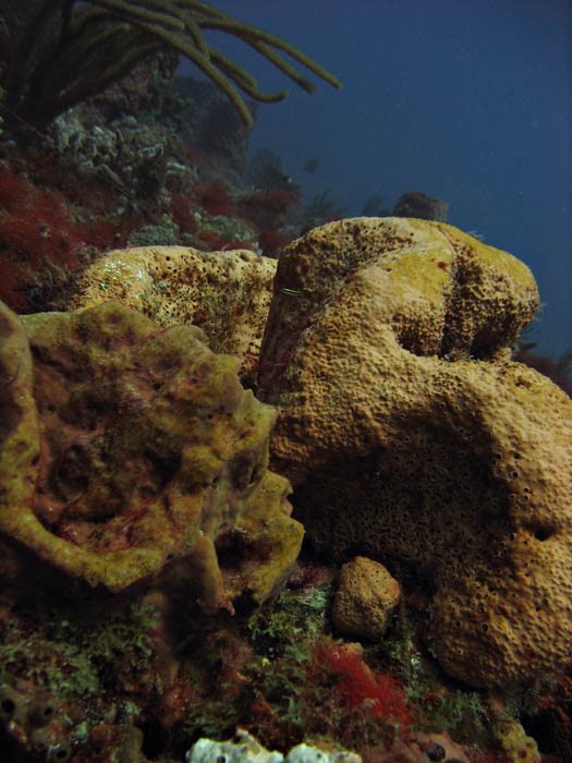 Elephant ear sponges?