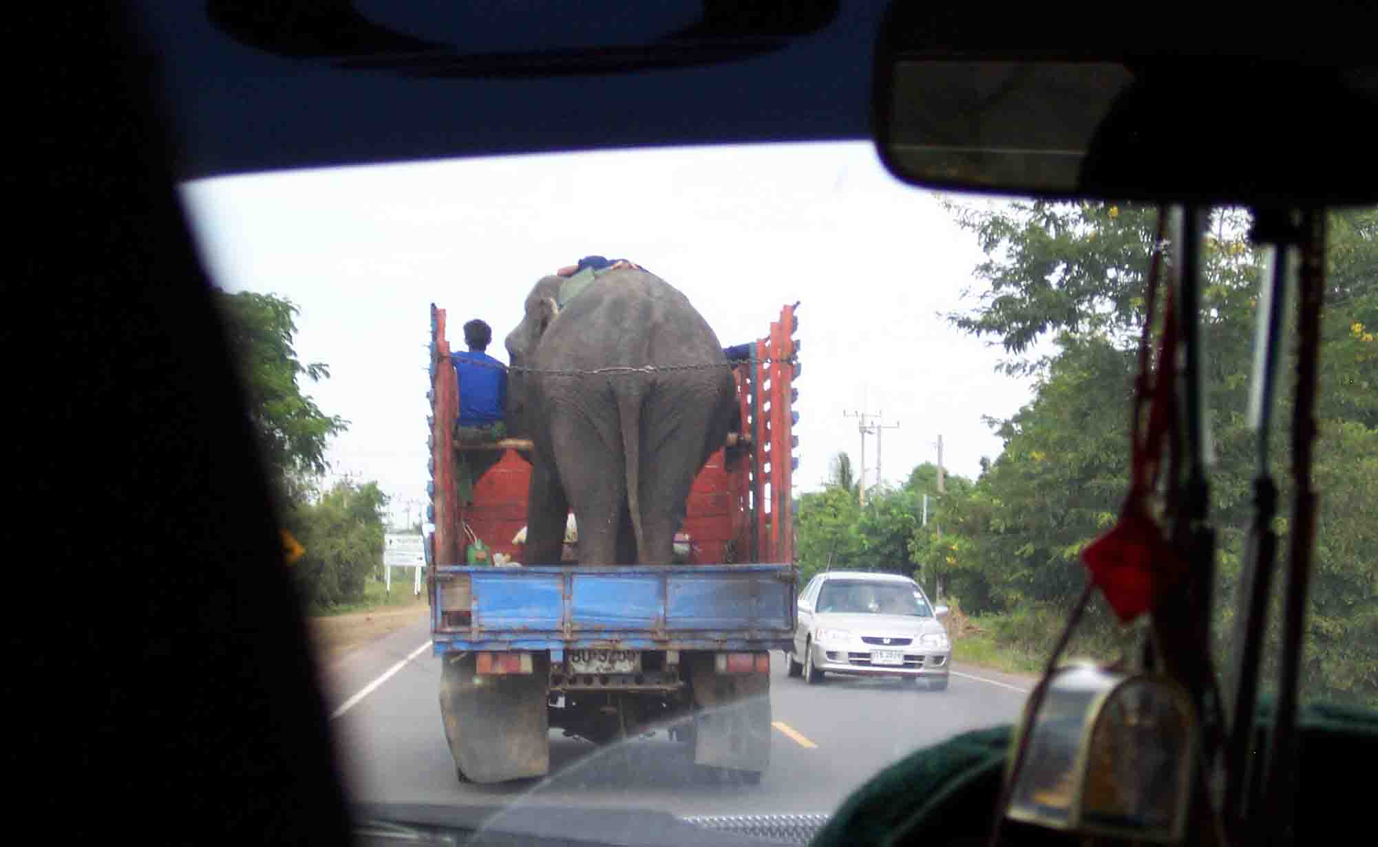 Elephant takin' a ride