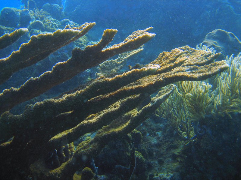 Elk Horn Coral