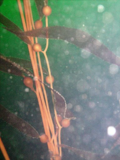 Elk Kelp (Pelagophycus porra)