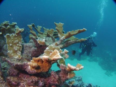 Elkhorn Coral on French Reef - Key Largo FL