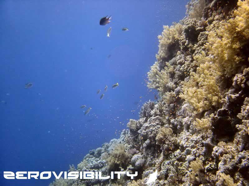 Elphinstone reef