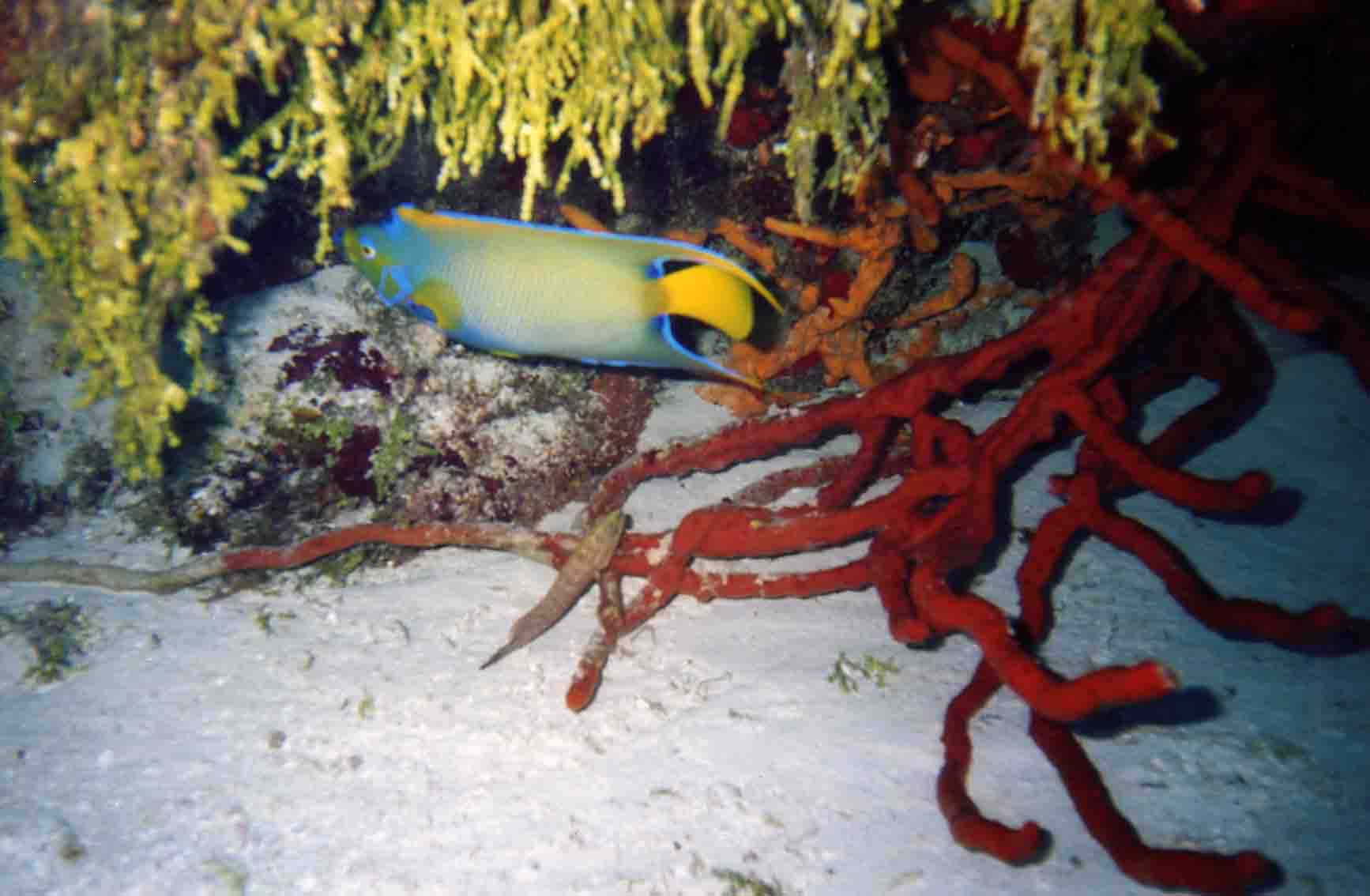 Elusive Queen Angel Fish