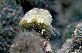 Elysiella sp