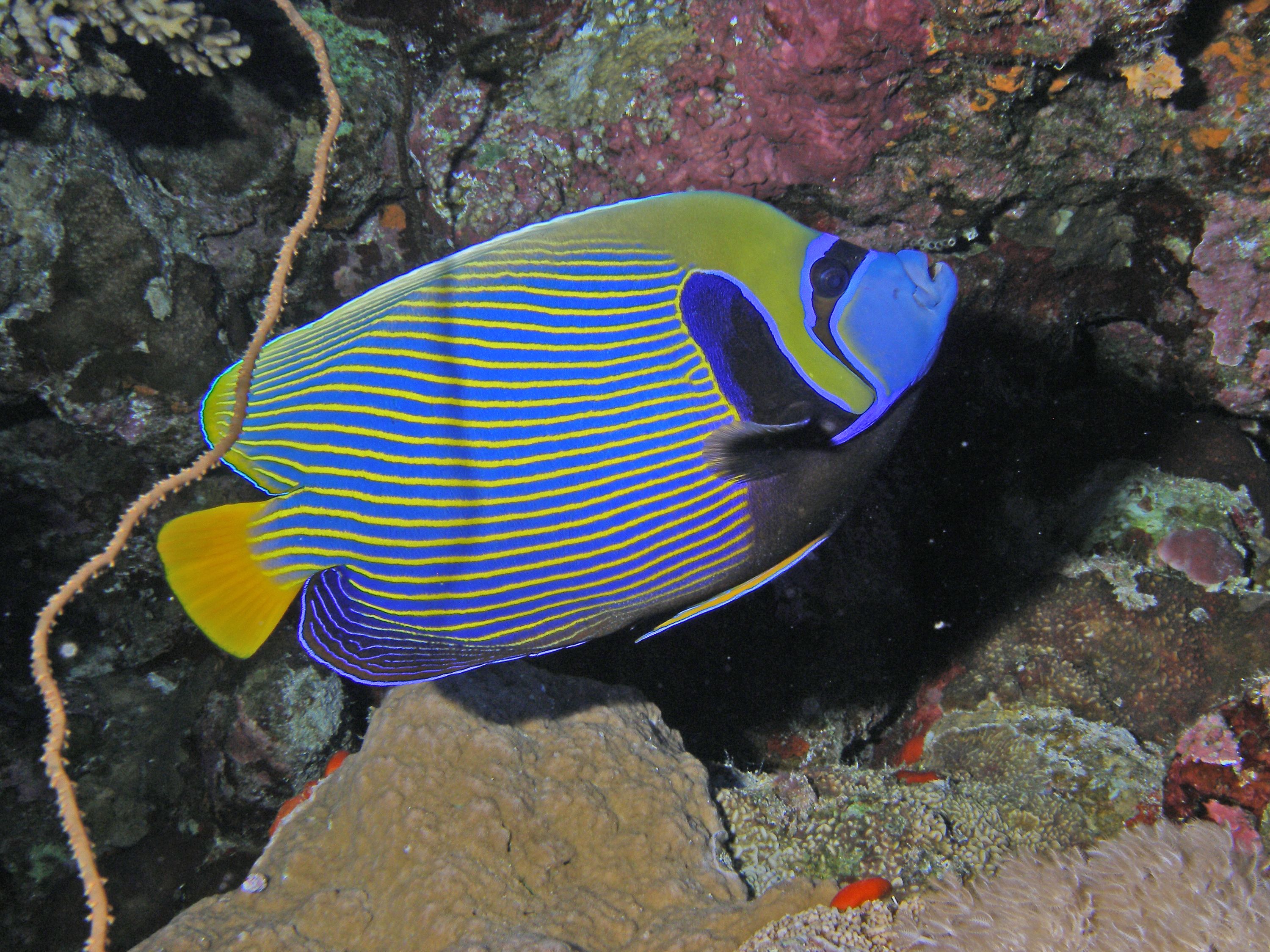 Emperor Angelfish