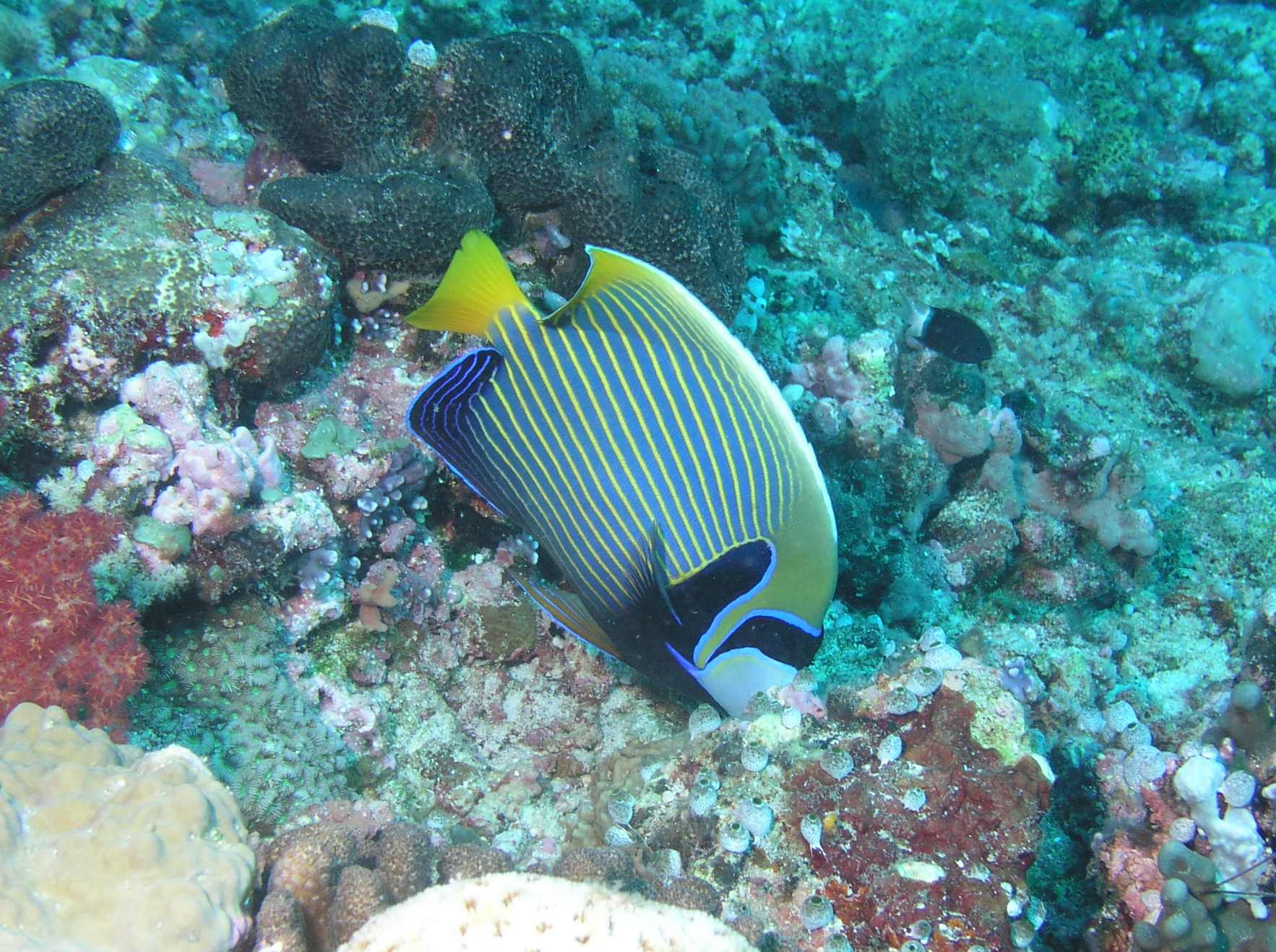 Emperor Angelfish