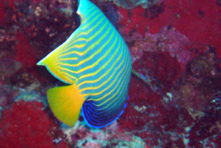 Emperor Angelfish