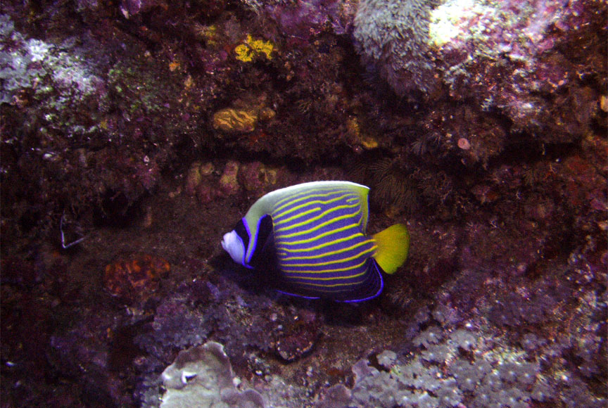 Emperor Angelfish