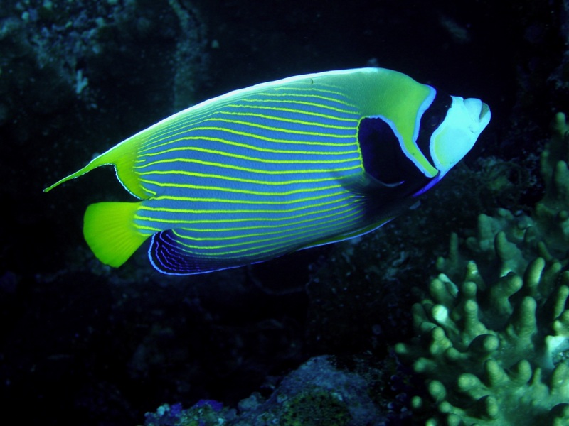 Emperor angelfish