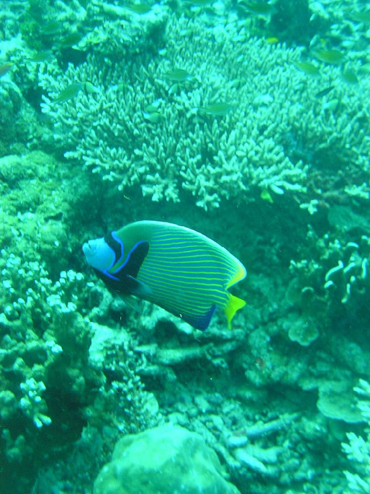 Emperor angelfish