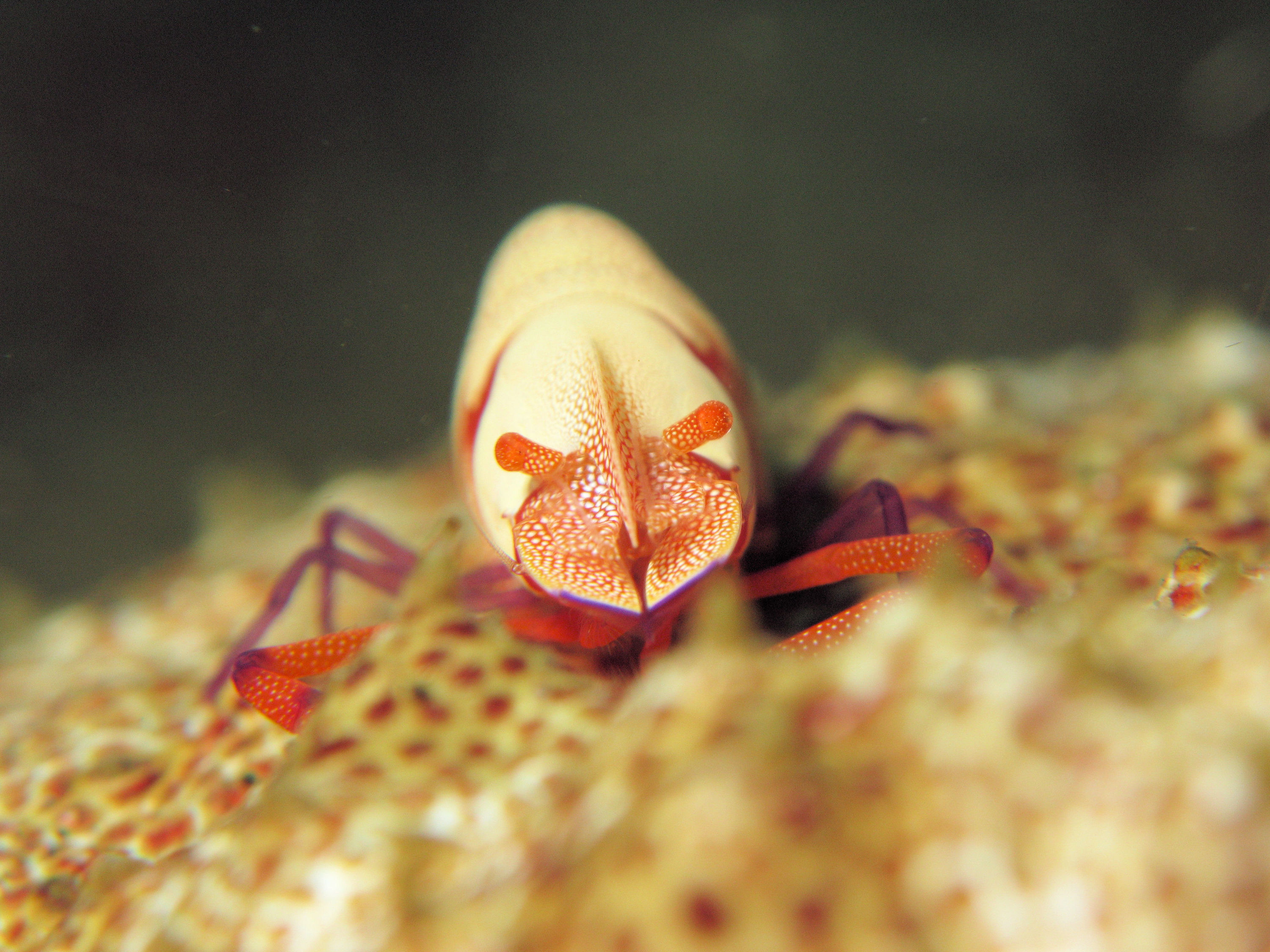 Emperor shrimp on sea cucumber