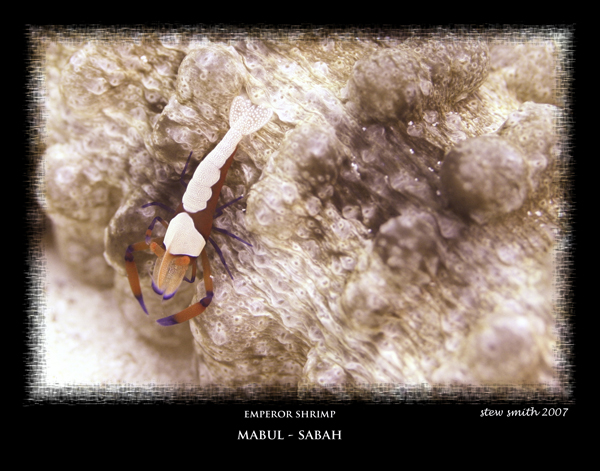 emperor shrimp on sea cucumber