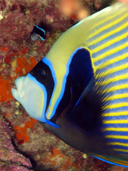 Emporor Angel with Wrasse