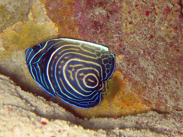 Emporor Angelfish Juv